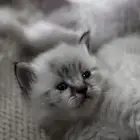 قطط للبيع ( كيتن)