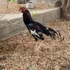 ديك باكستاني سندي فولي