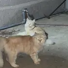 قطط شيرازي