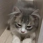 قط انثى عمره 4 شهور