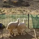 طلي ورخله للبيع مقفله شحم ولحم