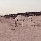 لقحه لها 4 شهور اقبل البدل ببكره