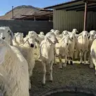 بهم عمر 5 شهور