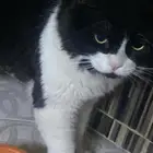 للتزاوج قط ذكر شيرازي امريكي