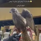 حر من حر طير طيب بالحيل