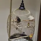 قفص طيور مع استاند