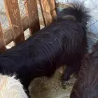 تيوس مخاصي وطليان حريه