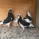 قطايف