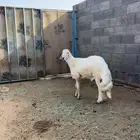 فحل غنم من حلال ( شهران )