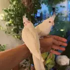 كروان اليف