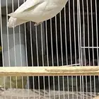 انث روز البينو سبق الانتاج