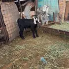 عنز عارضيه تحتها تيس عارضي صنف مشروع فحل عمره حول شهر