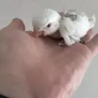 فرخ غر روز البينو