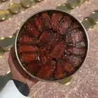 تمر صفري بيشة كيلو ونص أشعل حبه كبيره