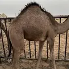 بكرة قصب كفو