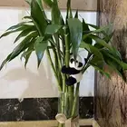 متوفر ساق البامبو مع فازه بالحبه او مجموعه