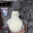 حمام حب الرمان زينه