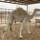 قعود كفو للبيع الموقع بيشه