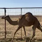 قعود