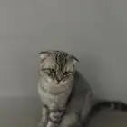سكوتش ذكر للبيع