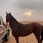 فرس شعبيه كفوو.