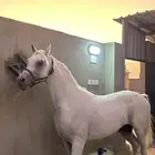 حصان شييخ للبيع