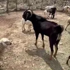 تيس فحل