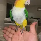 كايك وايت بيلي