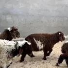 ثني نعيم