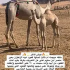 خلفه اصيل منتج وعلى الشرطط