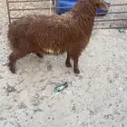 خروف نعيم