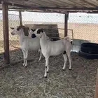 معزا بيشيات مراح واحد دفيع و ولد