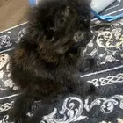فطه صغيرة للبيع