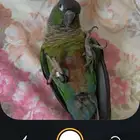 للبيع كنيور