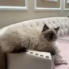 قط ذكر خمس شهور