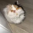 قطه بيكي فيس بيرشن شيرازي لتبني