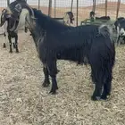 معزا للبيع مع الفحل