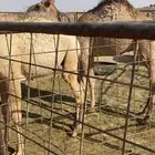 حشوان للبيع