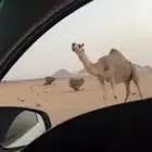 ناقه شقحاء كفو ميت ولدها ومضربها بعير كفو باقي مبينت عليه