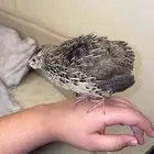 للبيع السمان او فر ي جناحه مكسور