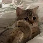 قط ذكر سكوتش وهملايا للبيع السبب يطلب تزاوج مع اغراضه