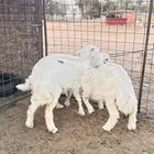 بهم حري
