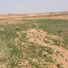 حوش مسور للإيجار