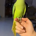 للبيع ببغاء الدرة أليف مناسب للأطفال