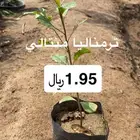 ترمناليا منتالي جمله