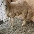 خروف مغلق شحم