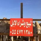 قعدان بريه