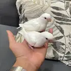 للبيع فرخين روز ألبينو عيون حمر نهاية غر الفرخ 150