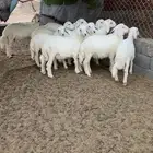 طليان