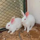ارانب فرنسي